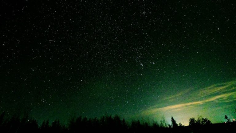 silhouette of trees under starry night